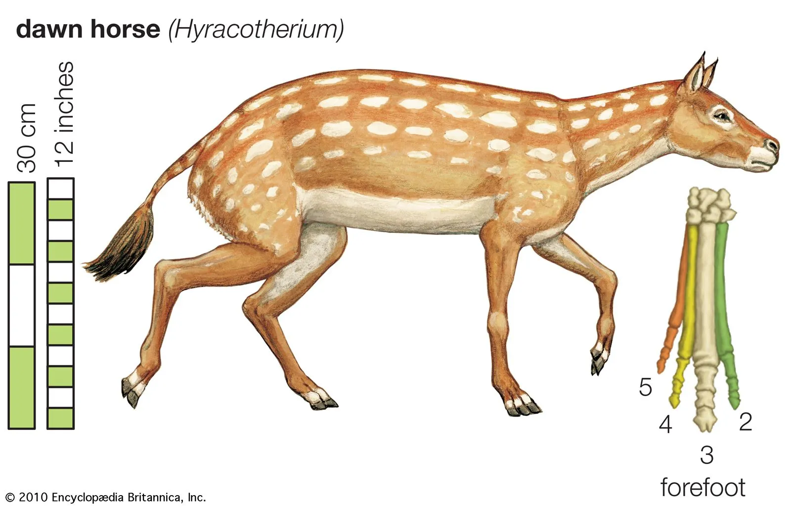 A large tan-spotted four-legged mammal with short pointed ears and a bushy tail.